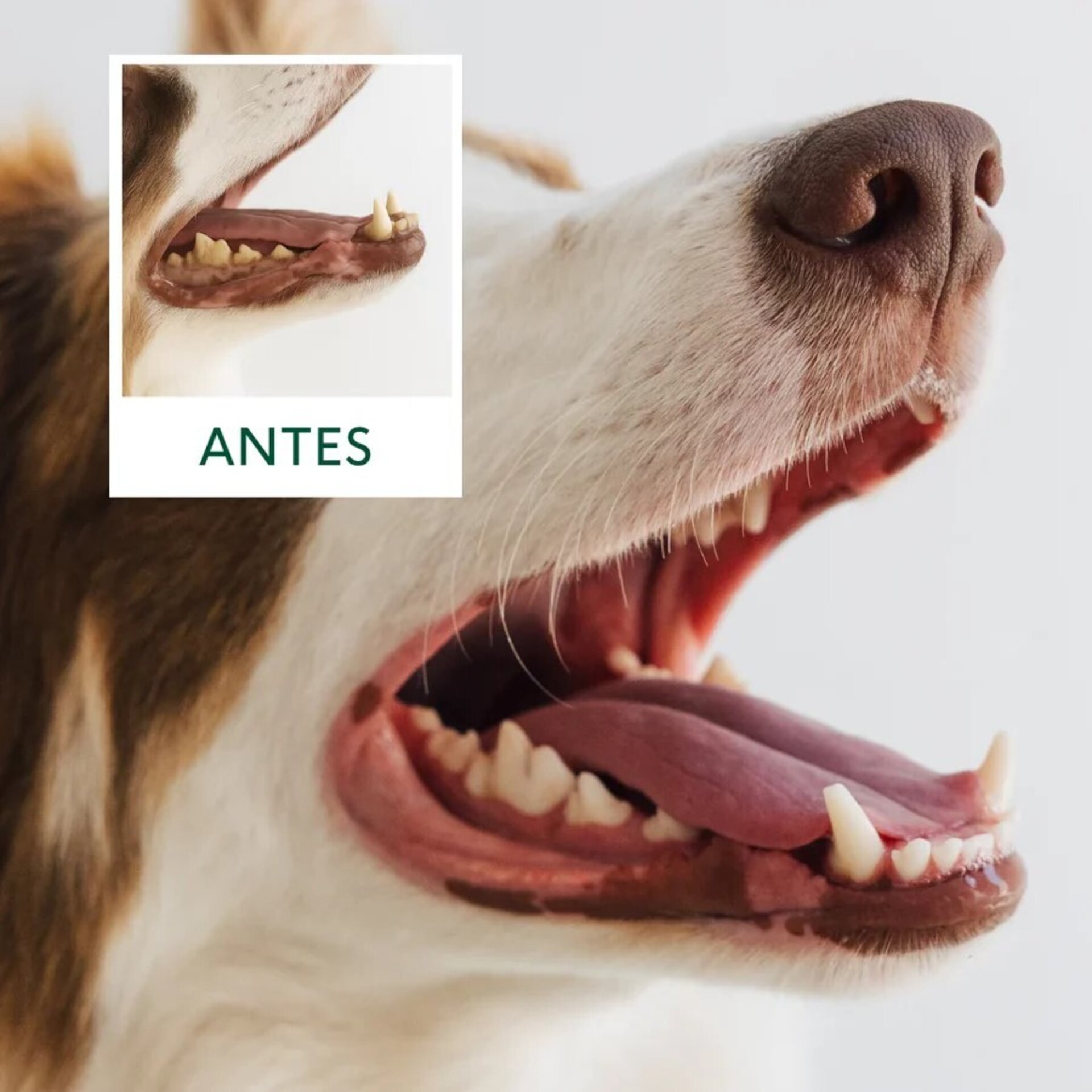 Wild Balance Fuera Placa (Perros y Gatos) - 4