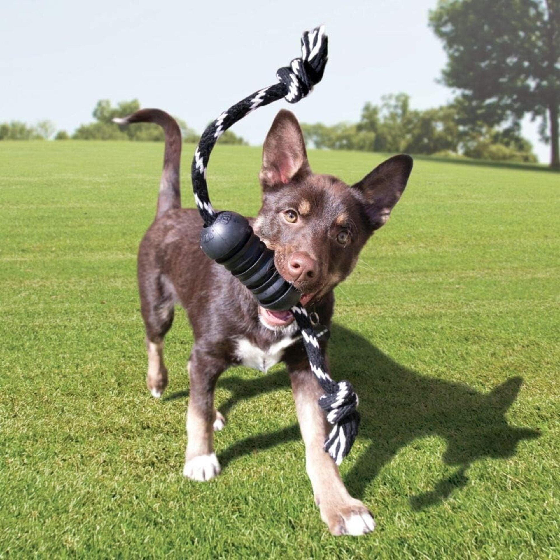 Kong Negro Extrem Dental W/Rope - 3