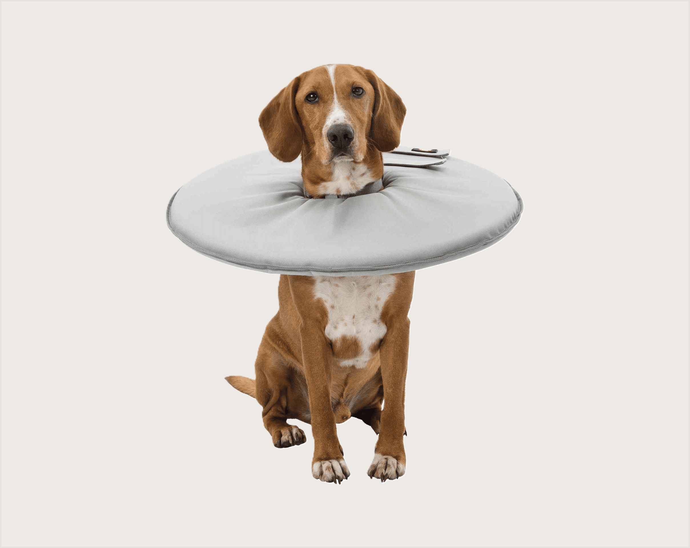 Trixie Collar Isabelino con Espuma para Mascotas - 1