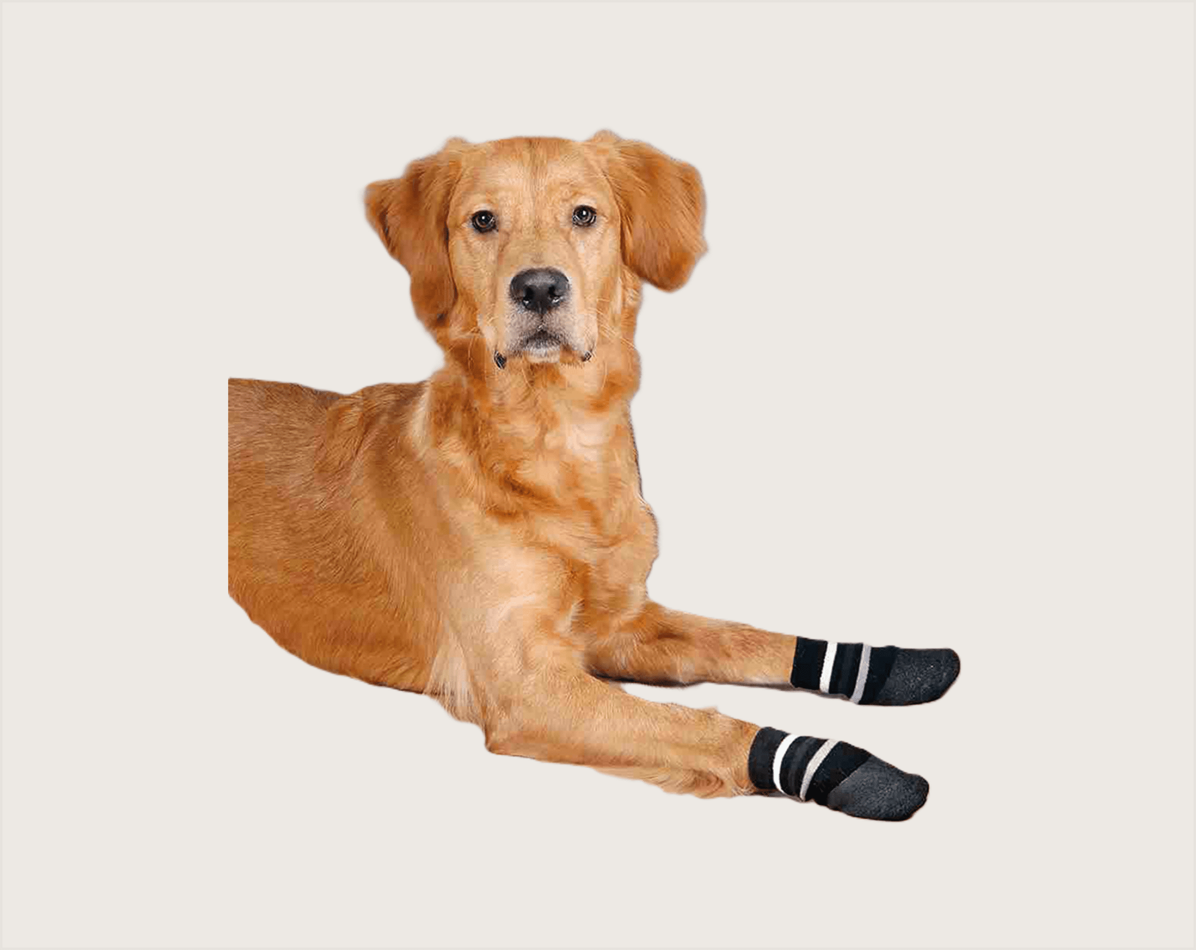 Trixie Calcetines para Perro Negros/Rayas - 1