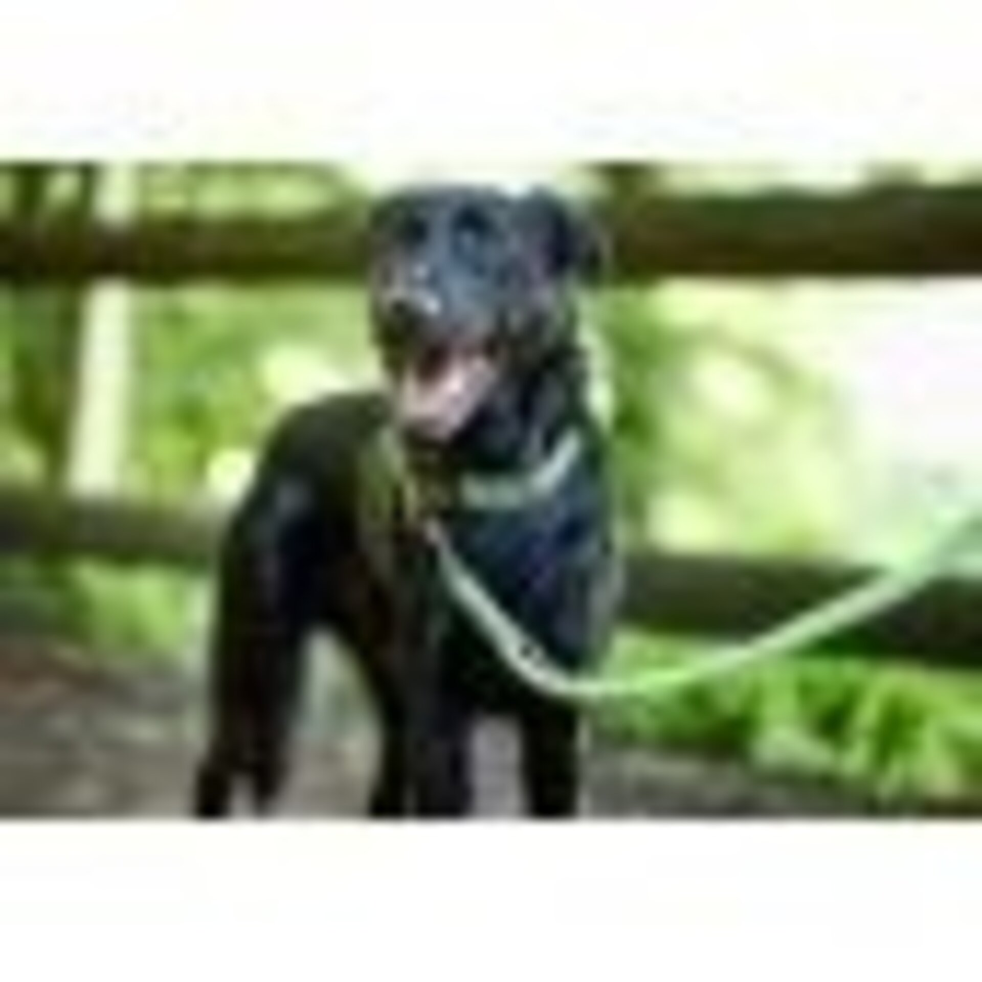 Hunter Correas Ajustables Hilo - 2