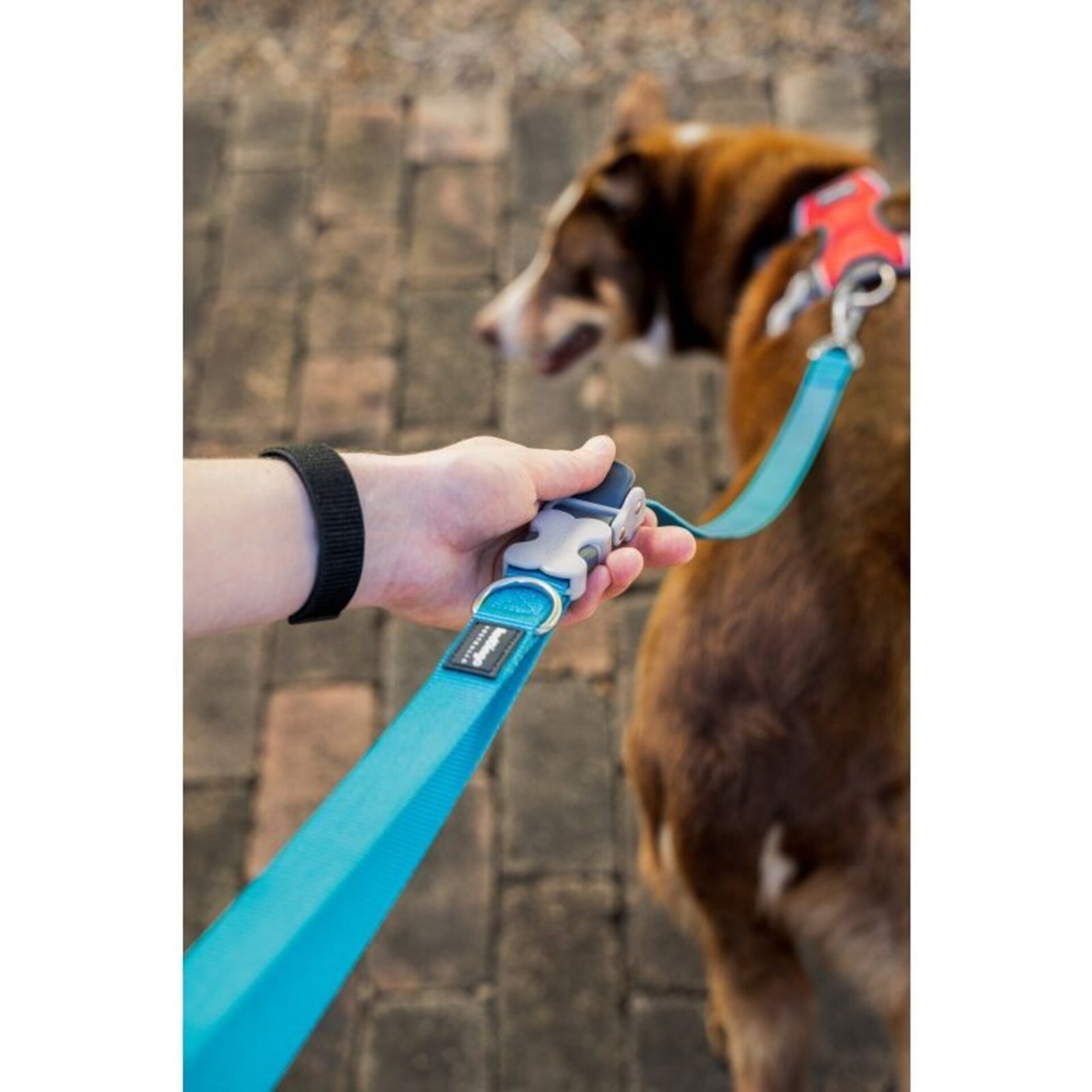 Correas Super Lead RedDingo - 2