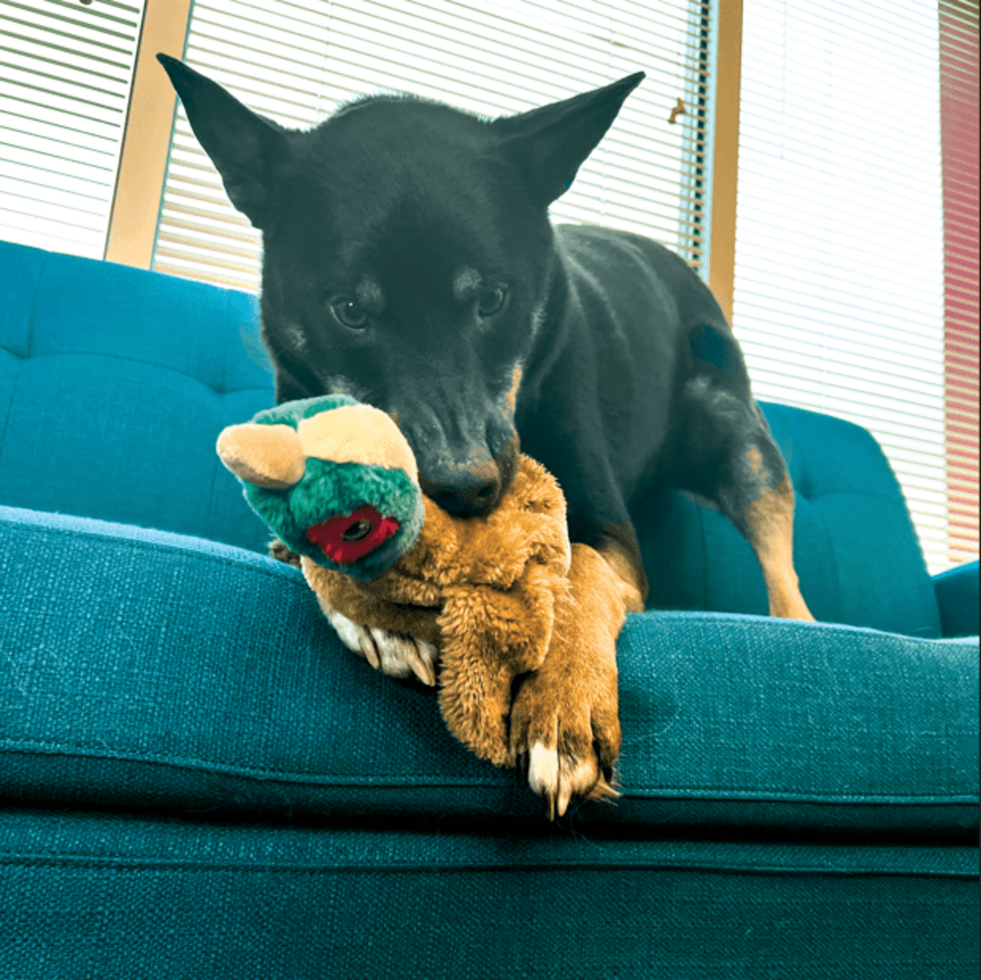 Kong Wild Low Stuff Pheasant - 1