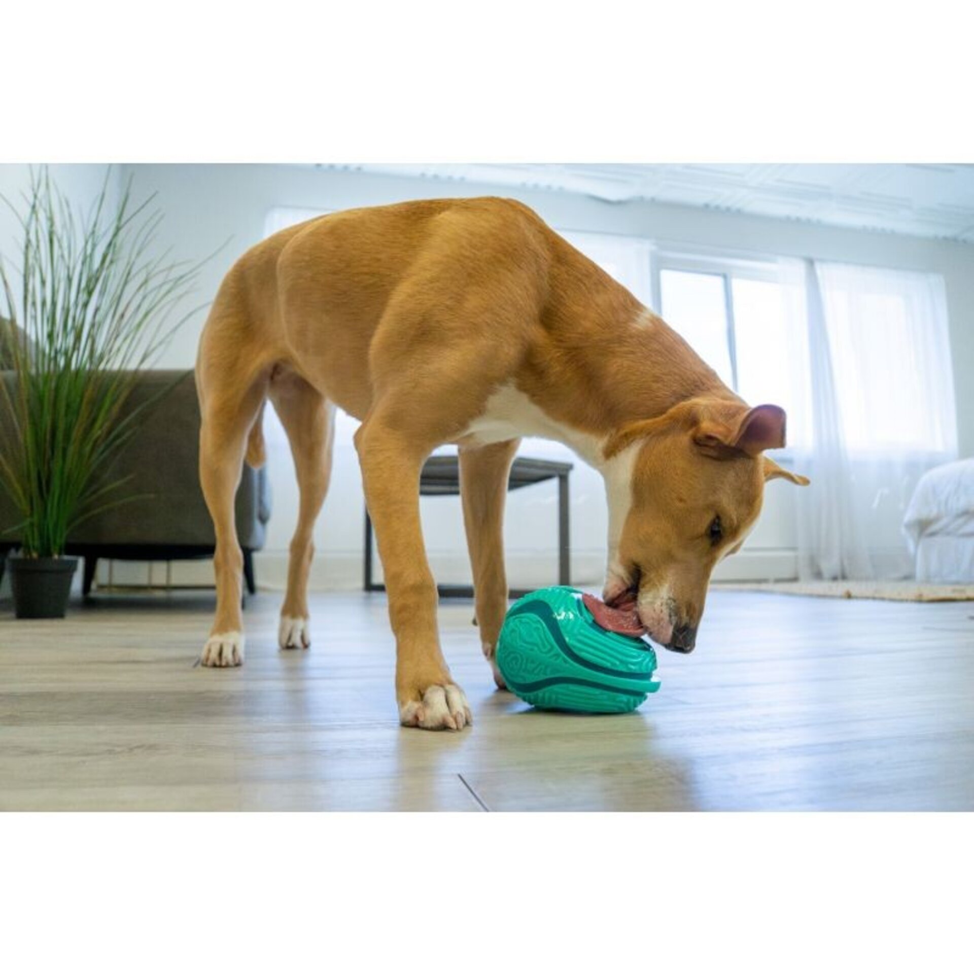 Licks Kong Rewards (Dental) - 5