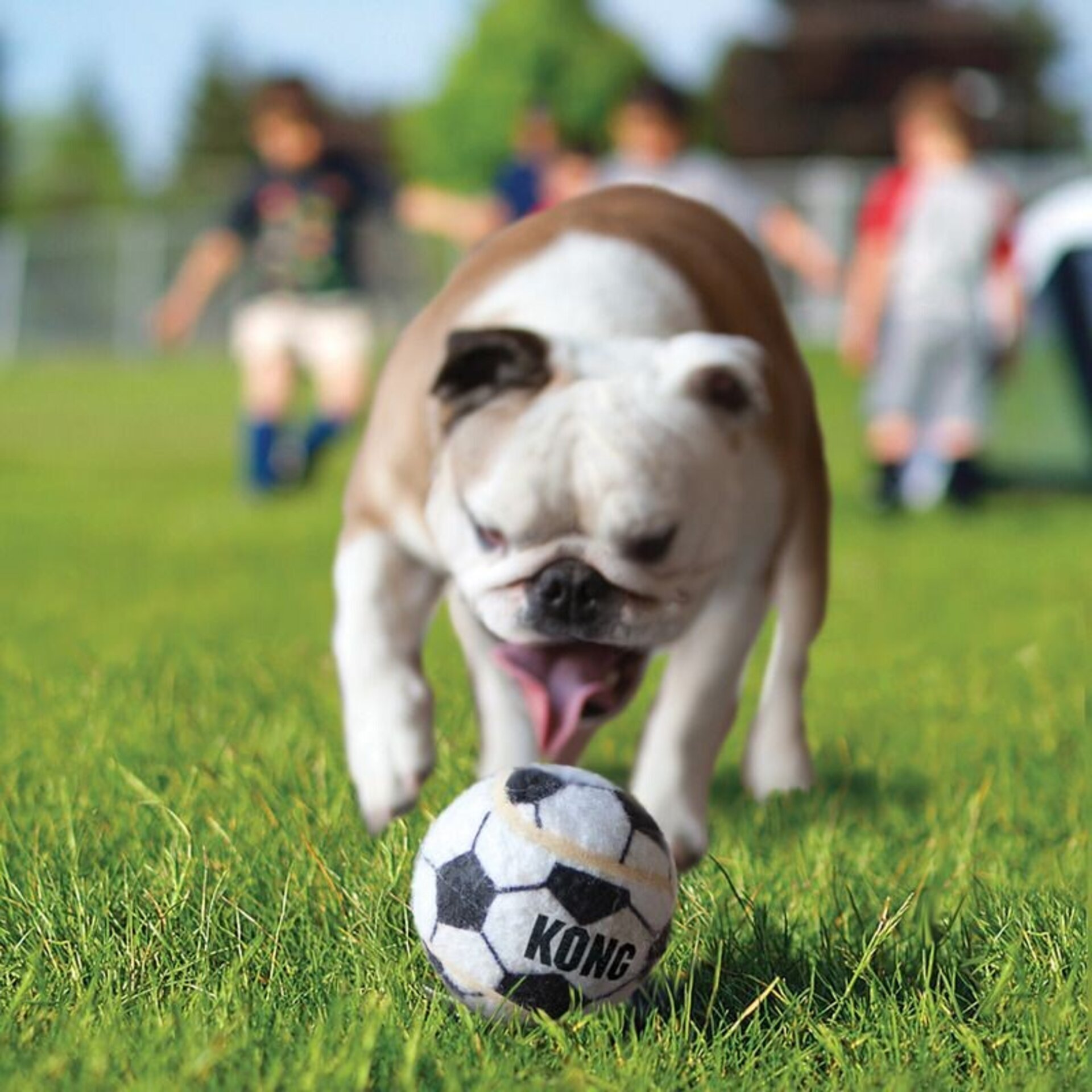 Pelotas Kong Ultra Squeakair - 2