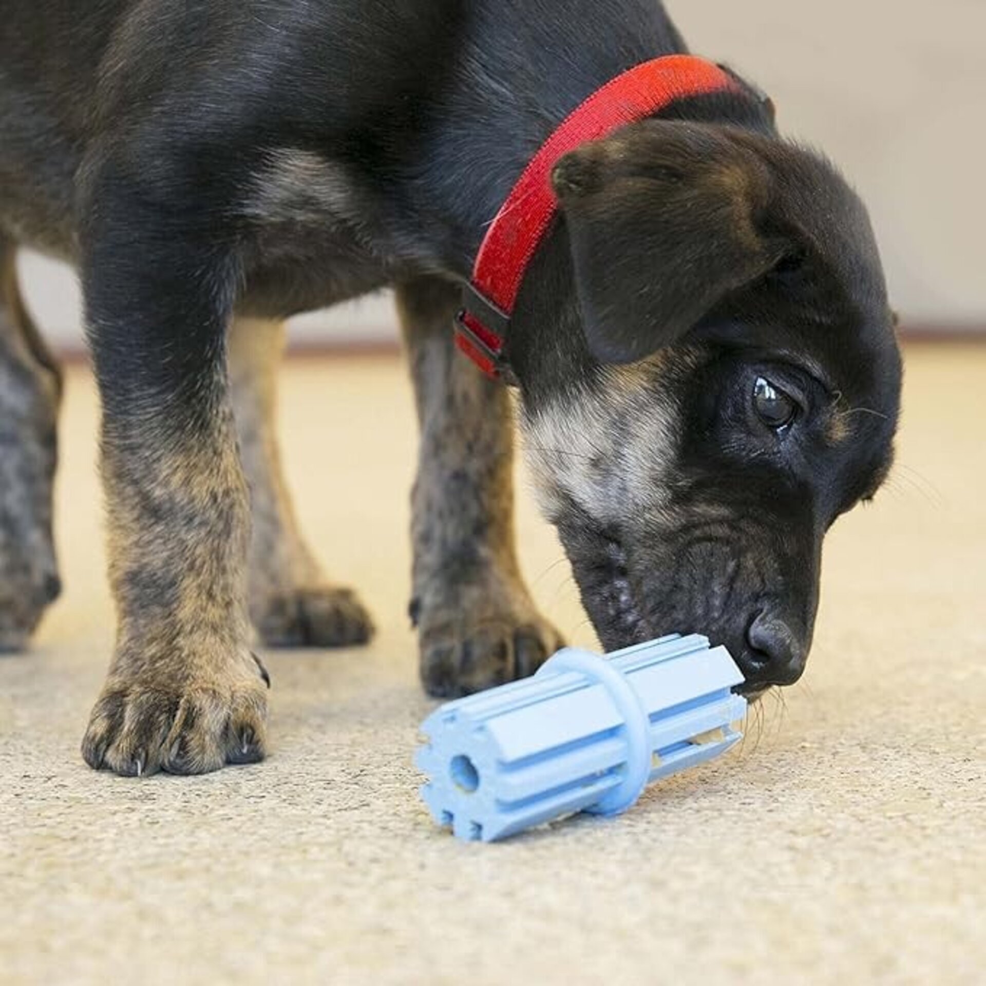Kong Dental Stick Puppy - 7