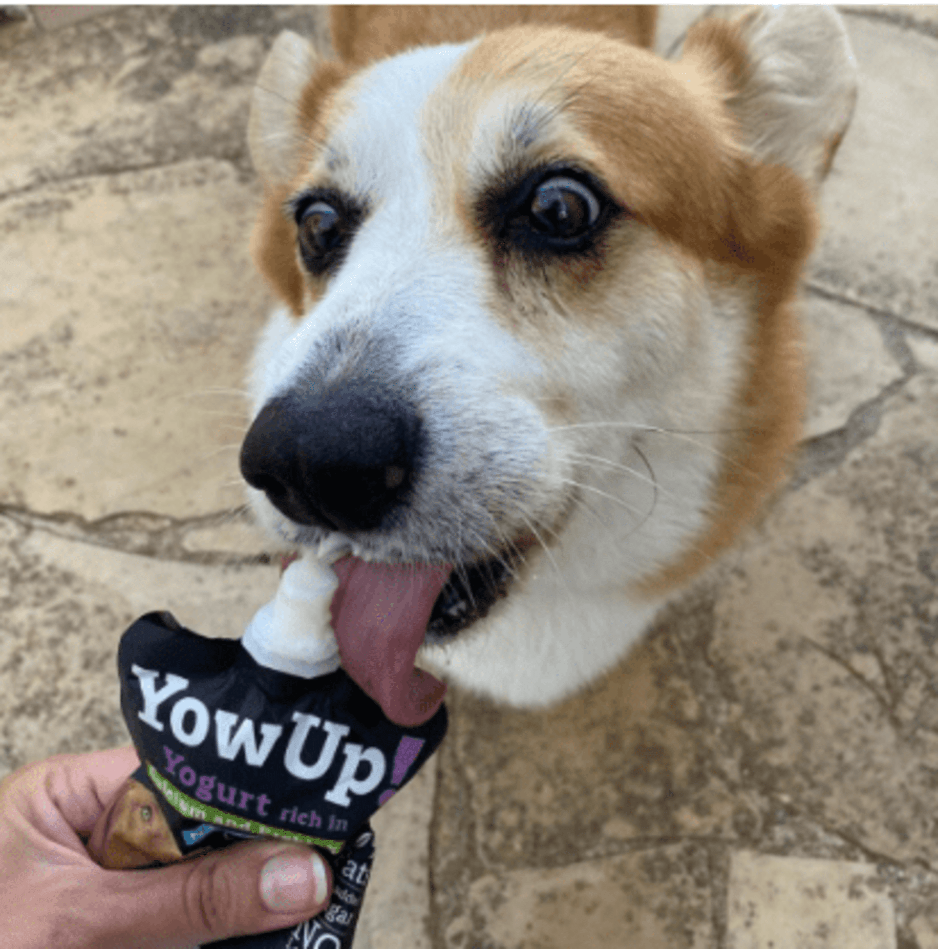 Yowup Yogur Natural Para Perros - 7