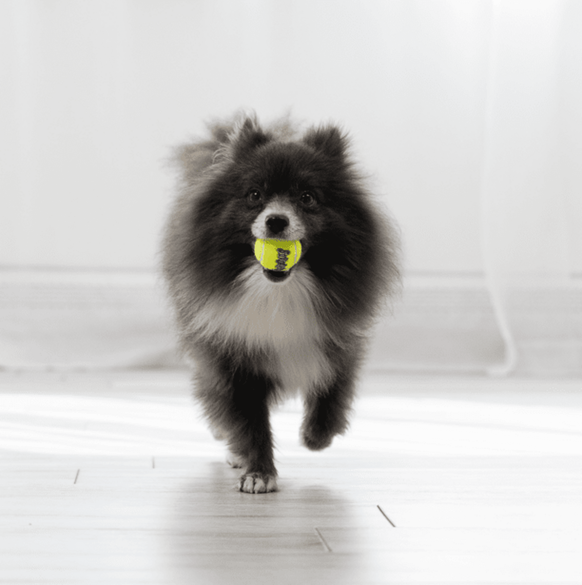 AirKong Pelotas Squeakair Kong - 2