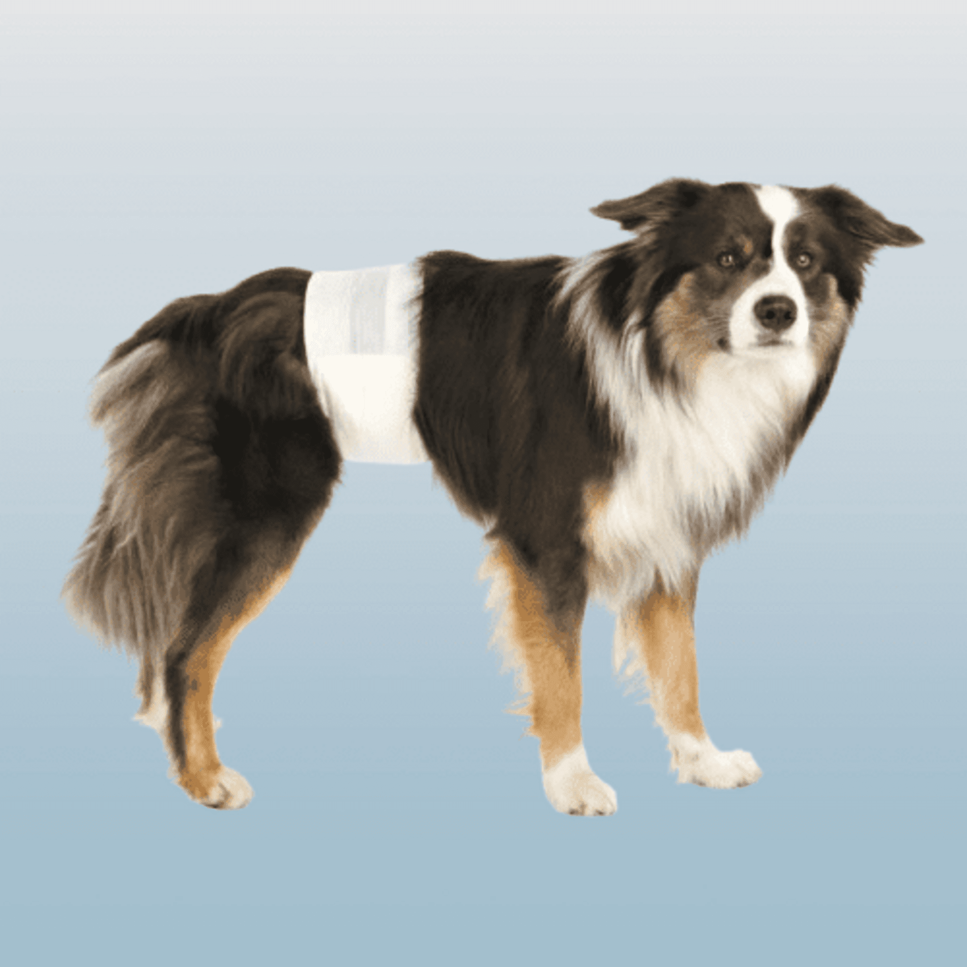 Pañales Para Perros Macho - 1