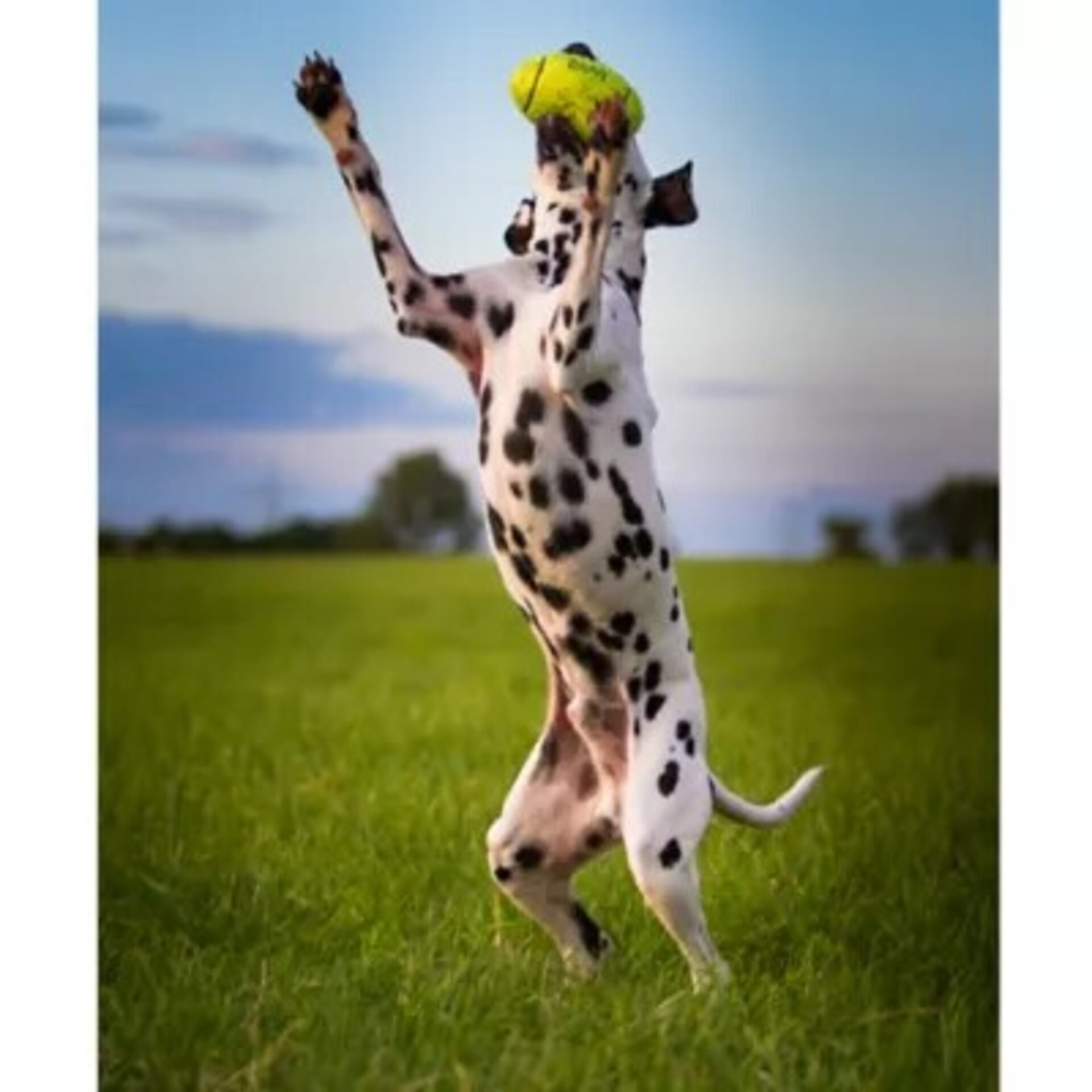 Kong AirDog Squeakair Football para Perros - 4