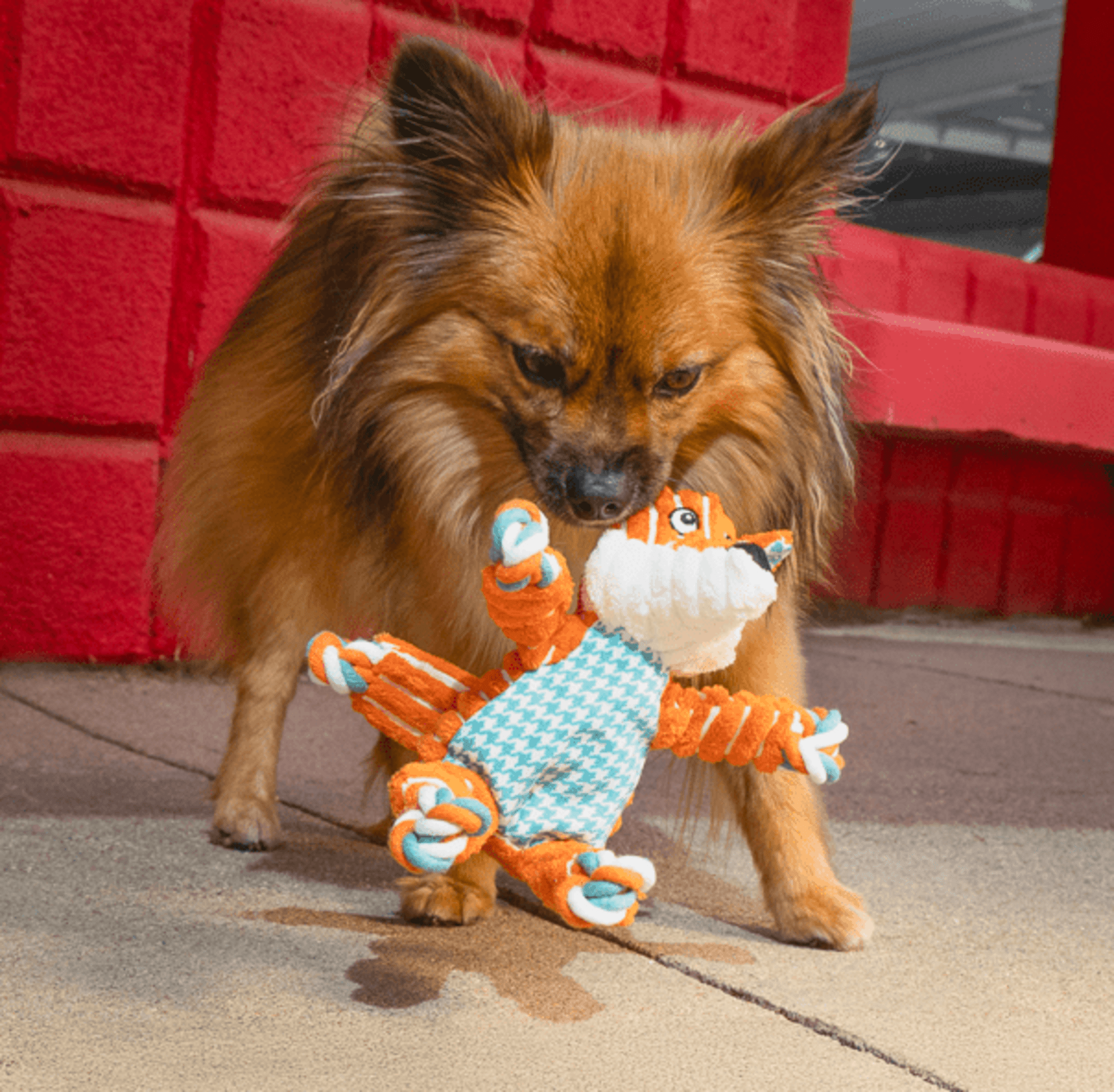 Peluche Kong Floppy Knots Fox S/M - 1