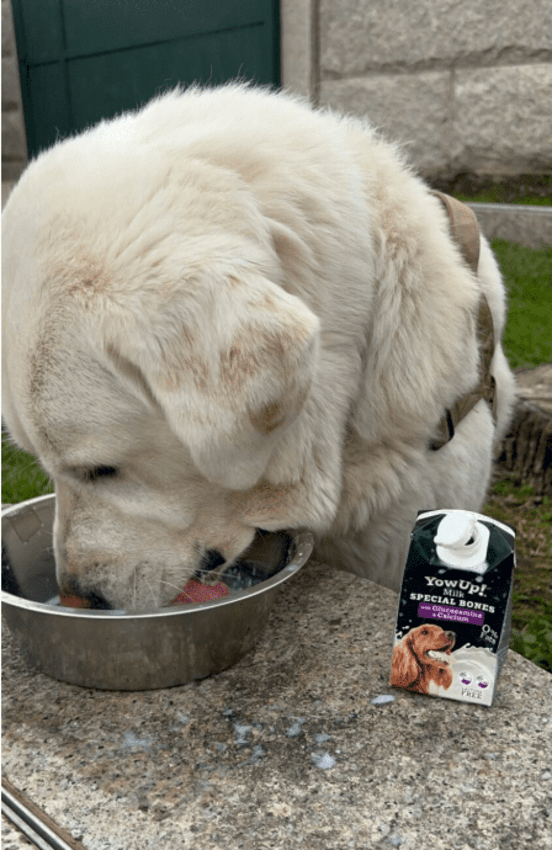 Yowup Milk Perro 250ML - 6