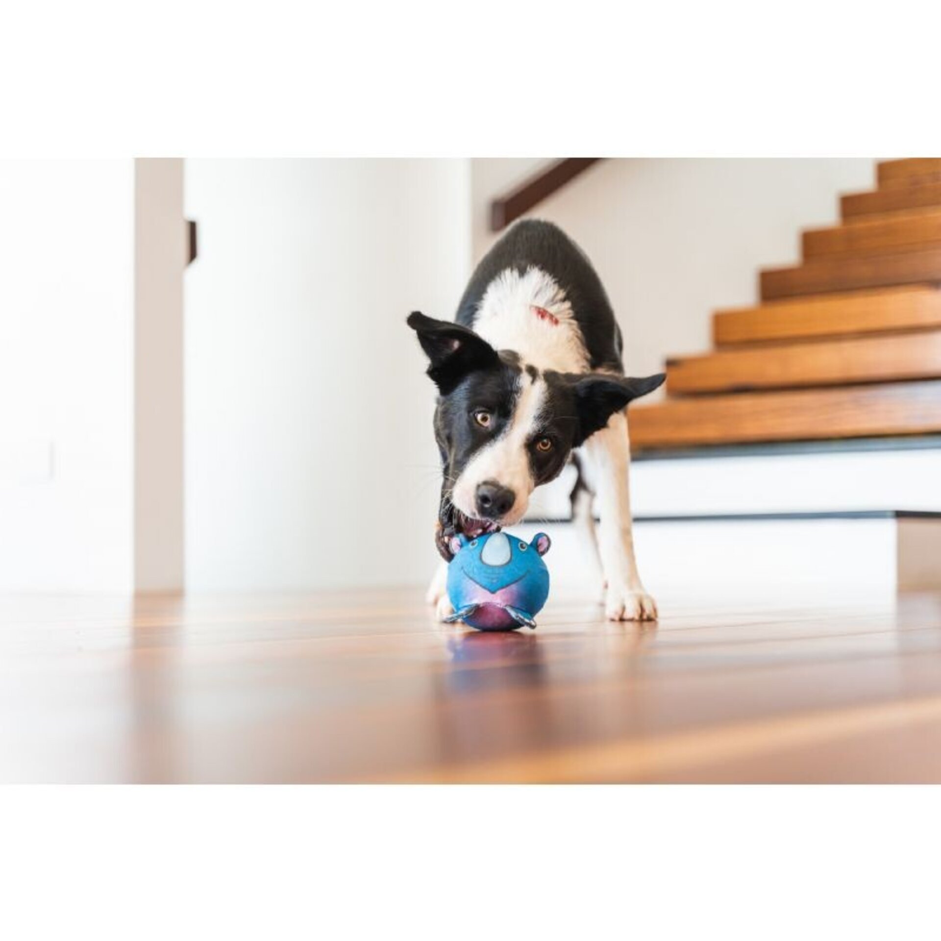 Pelotas Durables Animales RedDingo - 2