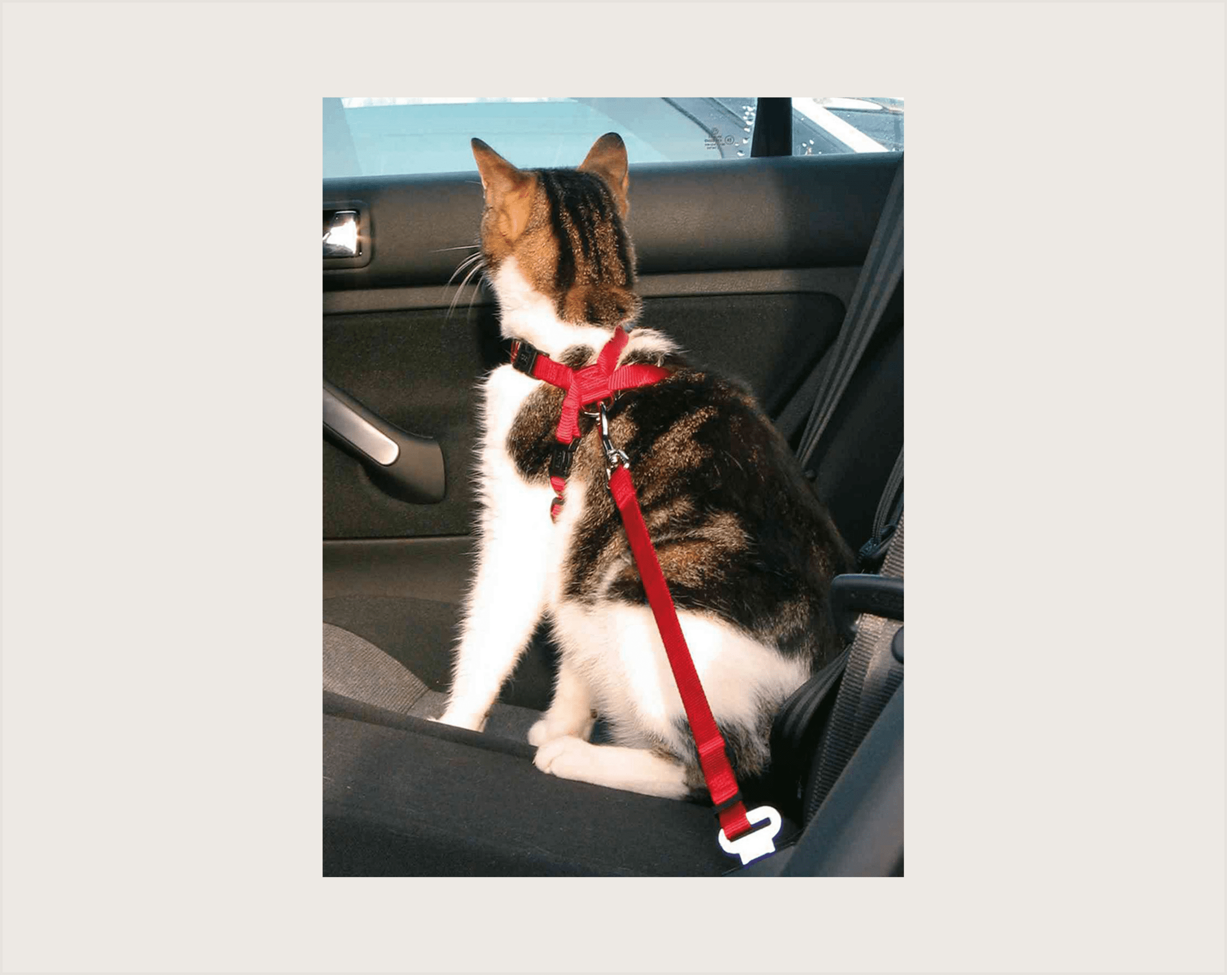 Trixie Arnés Gato Para Coche - 1