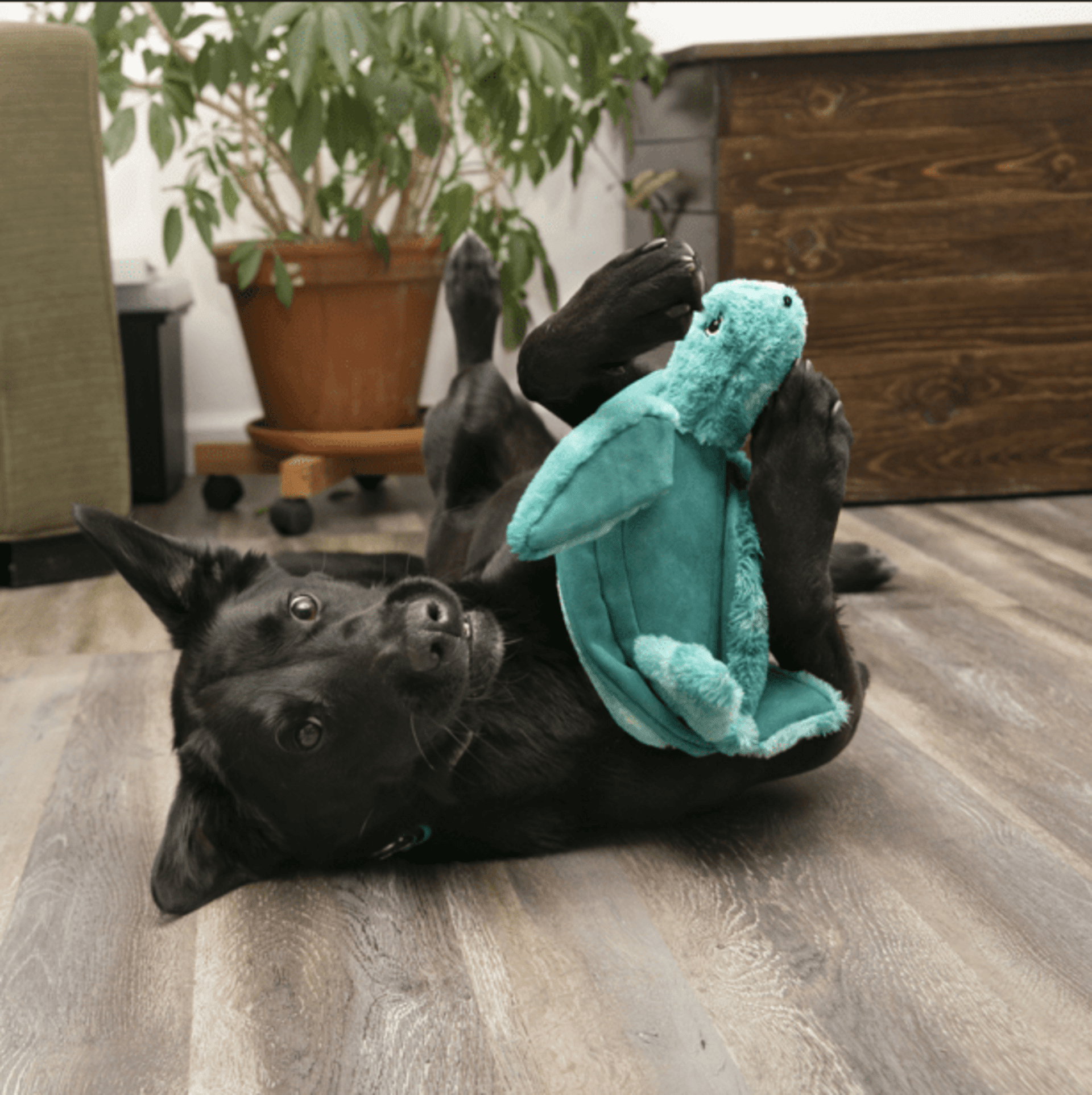 Peluche Kong Softseas Turtle - 1