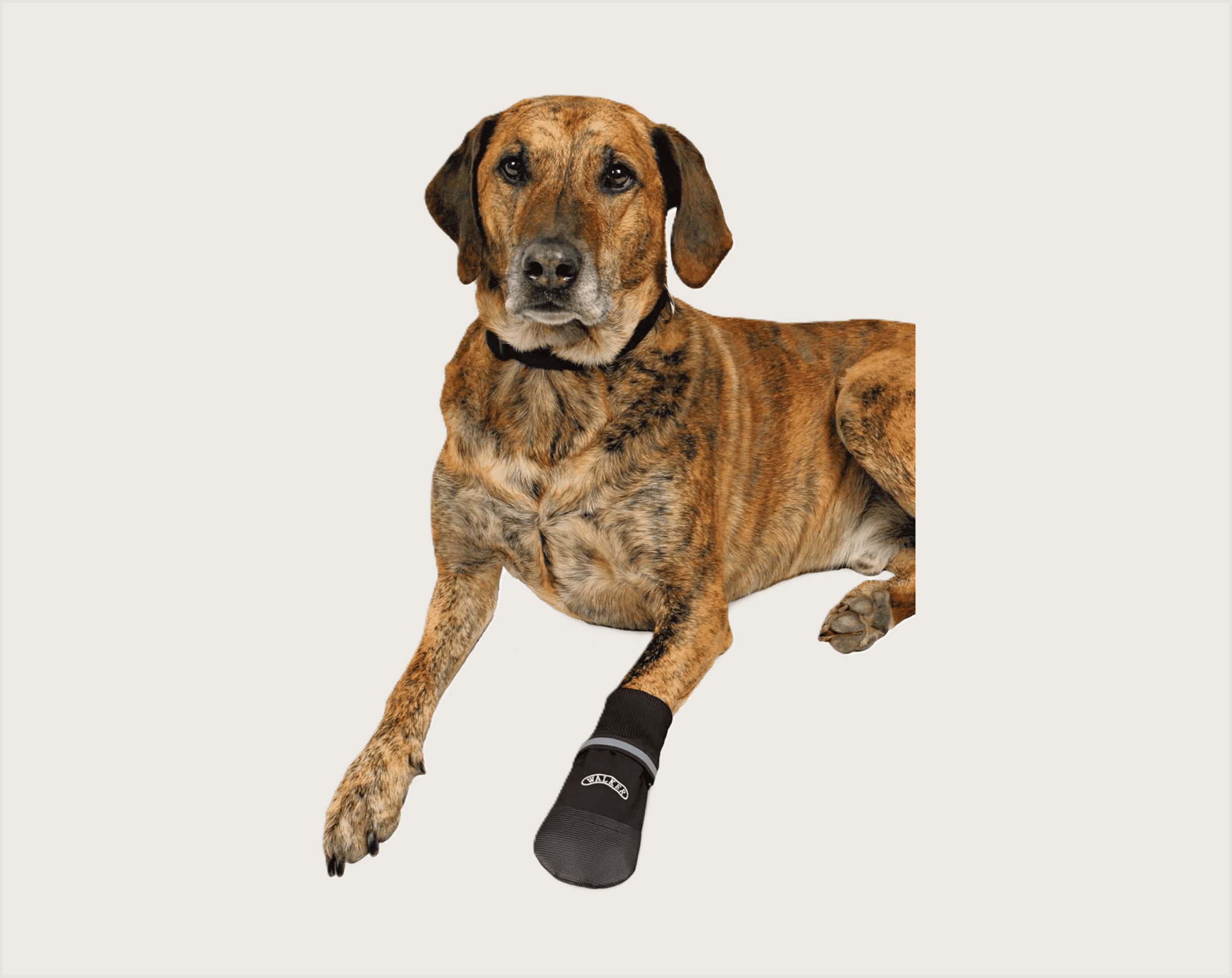 Trixie Botas Protectoras Walker Care Confort - 1